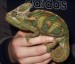 Chameleon jemenshy- samec