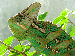 Chameleon jemensky- samec